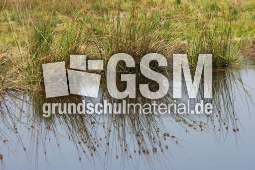 Gräser-Tümpel-029.jpg