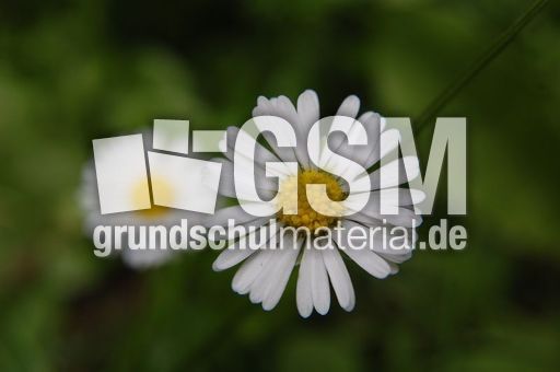 Gänseblümchen.JPG