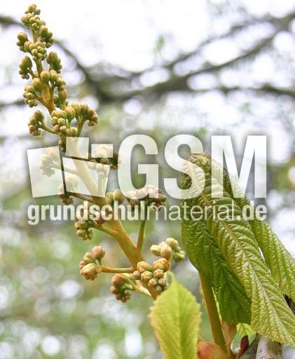 Kastanie-Knospen-1.jpg