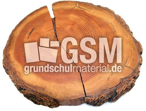 Laerche-Jahresringe-2.jpg