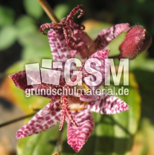 Orchidee-2.jpg