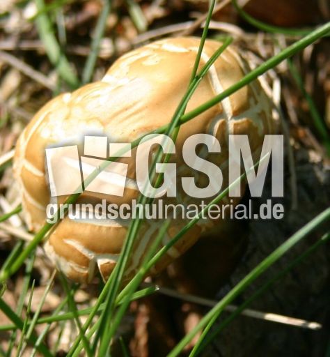 Pilz-4.jpg