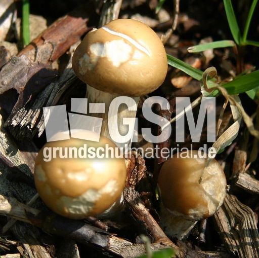 Pilze-3.jpg