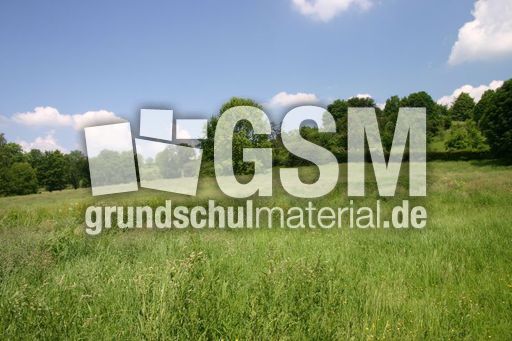 Sommerwiese.jpg