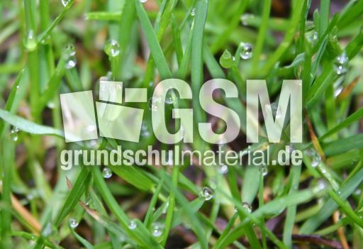 Tau-Gras-3.jpg