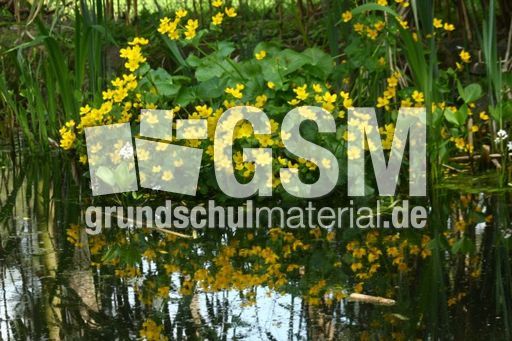 Teich-Sumpfdotterblumen_8032.jpg