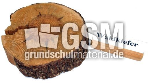 Waldkiefer-Jahresringe-1.jpg