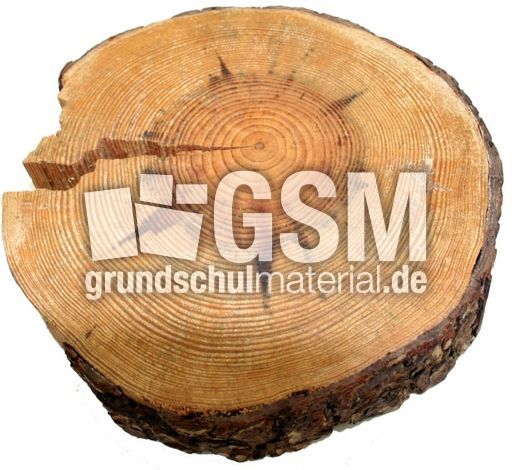 Waldkiefer-Jahresringe-2.jpg