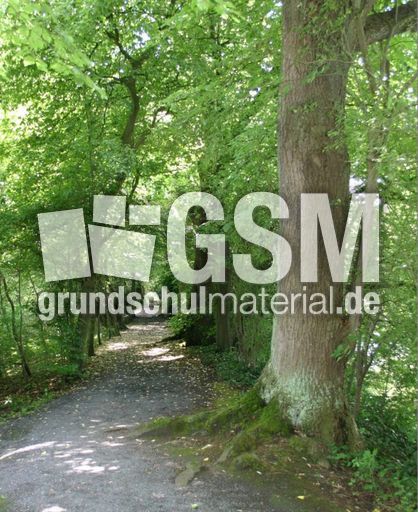 Waldweg-1.jpg