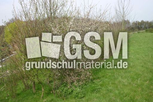 Weissdorn-3.jpg