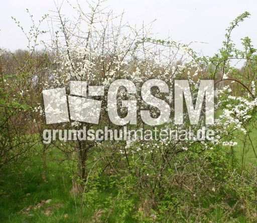 Weissdorn-4.jpg