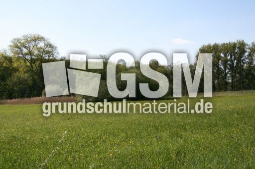 Wiese-Frühling-016.jpg