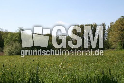 Wiese-Frühling-017.jpg