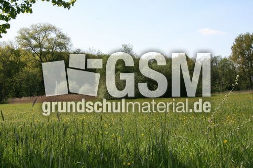 Wiese-Frühling-018.jpg