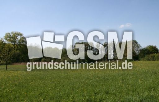 Wiese-Frühling-021.jpg