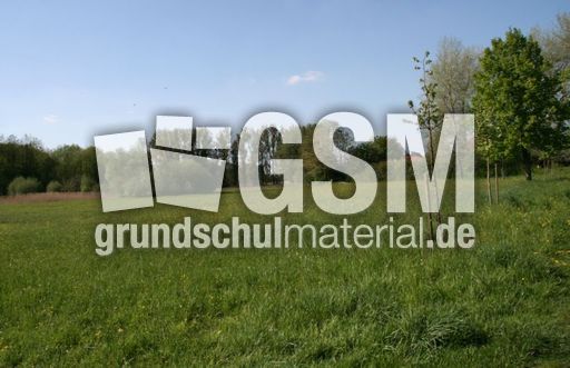 Wiese-Frühling-022.jpg