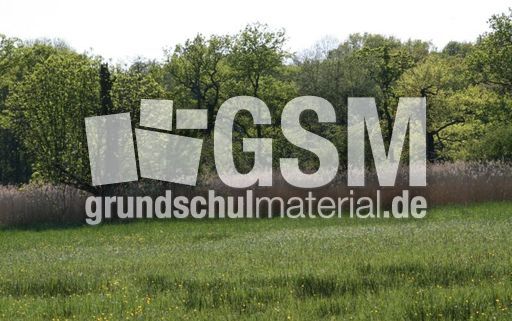 Wiese-Frühling-023.jpg