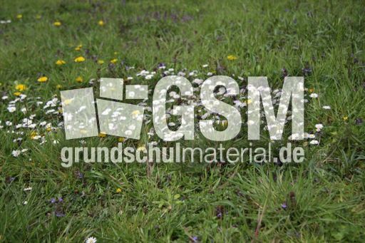 Wiese-Frühling-108.jpg