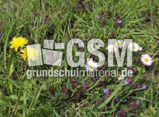 Wiese-Frühling-114.jpg