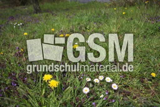Wiese-Frühling-115.jpg