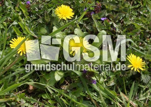 Wiese-Frühling-71.jpg