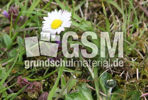 Wiese-Gänseblümchen-51.jpg