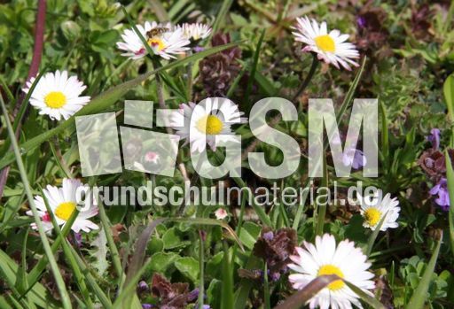 Wiese-Gänseblümchen-54.jpg