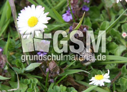 Wiese-Gänseblümchen-56.jpg