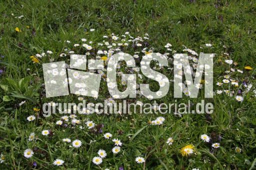 Wiese-Gänseblümchen-69.jpg