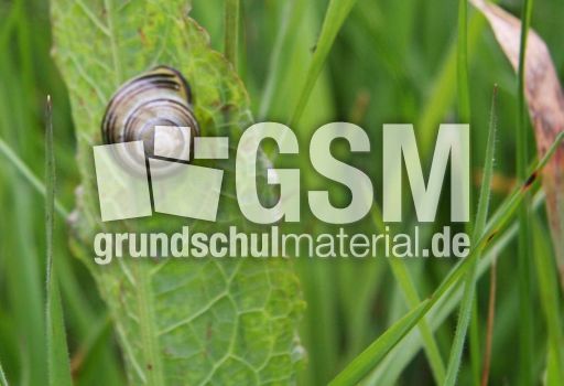 Wiese-Schnecke-23.jpg