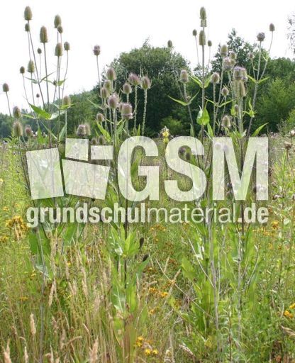 Wiese-Wilde-Karbe.jpg