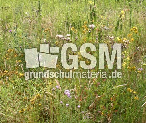 Wilde-Wiese-1.jpg