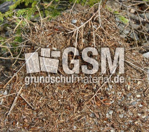 Ameisenhaufen_5966.jpg