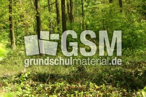 Wald-Strauchschicht_8146.jpg