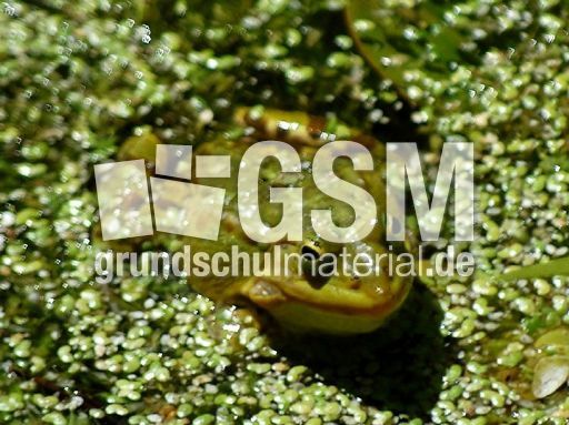 Frosch_2.JPG