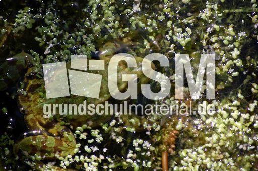 Frosch_3.JPG