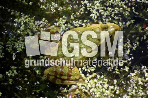 Frosch_4.JPG