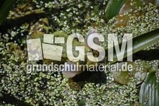 Frosch_7.JPG