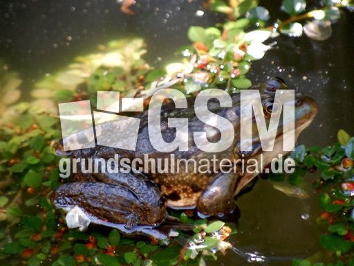 Frosch_8.JPG