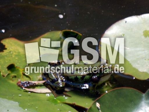 Frosch_9.JPG