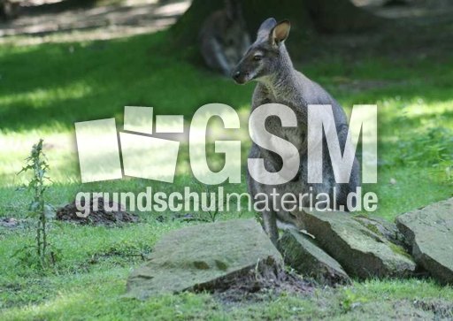 Bennettkänguru-2.jpg
