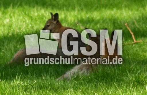 Känguru_8008.jpg