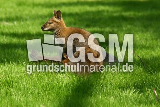 Känguru_8101.jpg