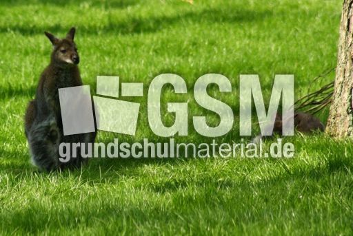 Känguru_8120.jpg