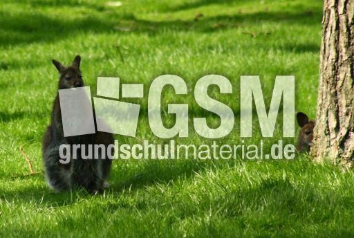 Känguru_8122.jpg