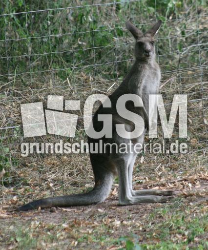 Öst-graues-Riesenkänguruh-030.jpg