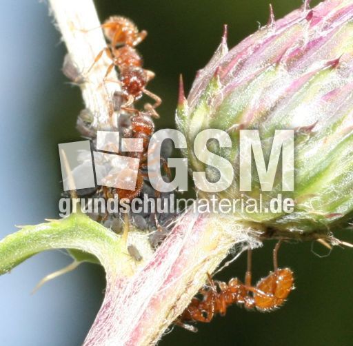 4-Ameisen-1A.jpg