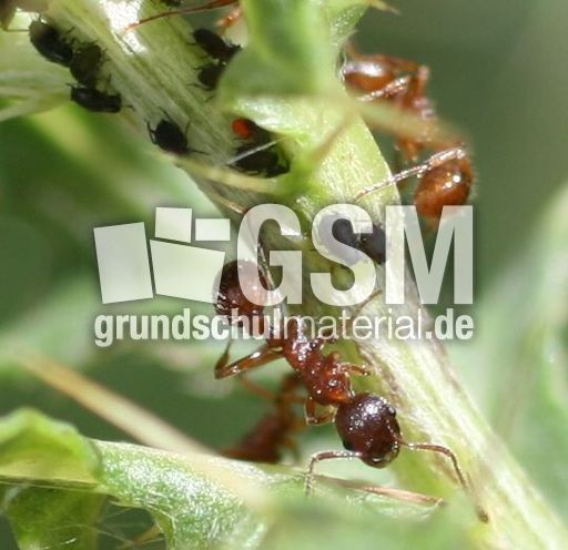 5-Ameisen-1A.jpg