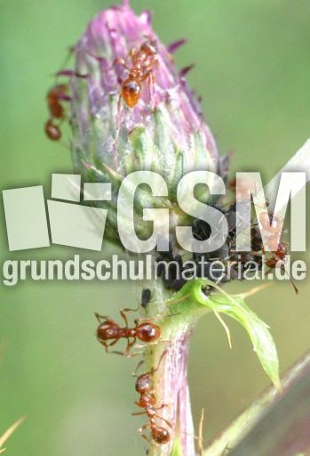 Ameisen-Blattlaeuse-6B.jpg