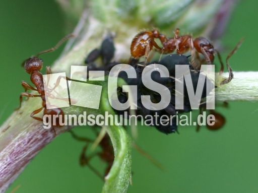 Ameisen-Blattlaeuse-7B.jpg